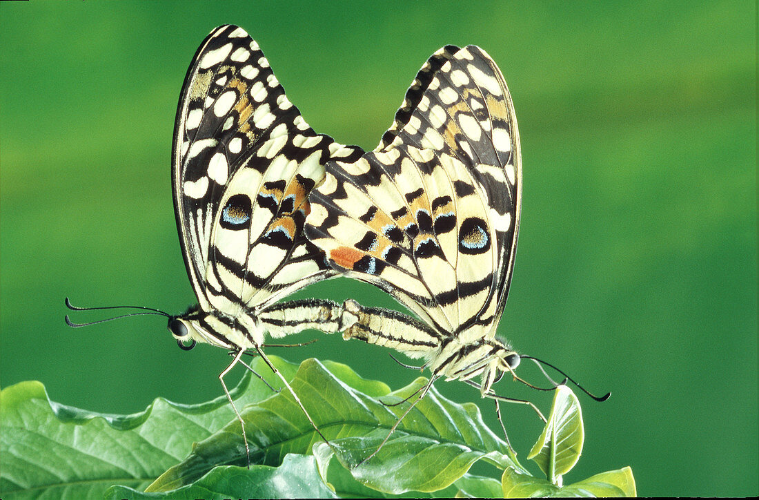 Lime butterfly (Papilio demoleus malayanus), Asia