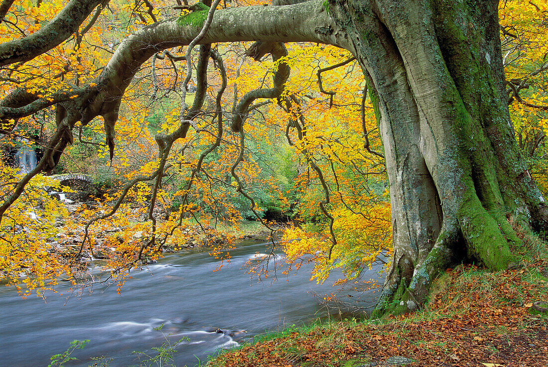 Beech tree in fall on the river side Tayside, Scotland, UK.