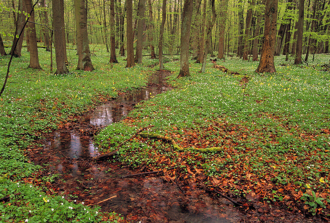 Mixed forest in spring. Hainich National Park, Thueringen, Germany.