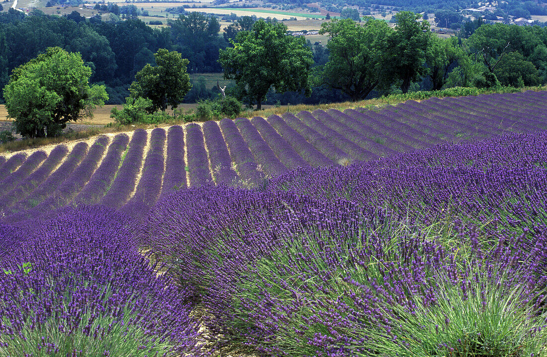 Lavender field, Plateau de Vaucluse, Sault, Provence, France