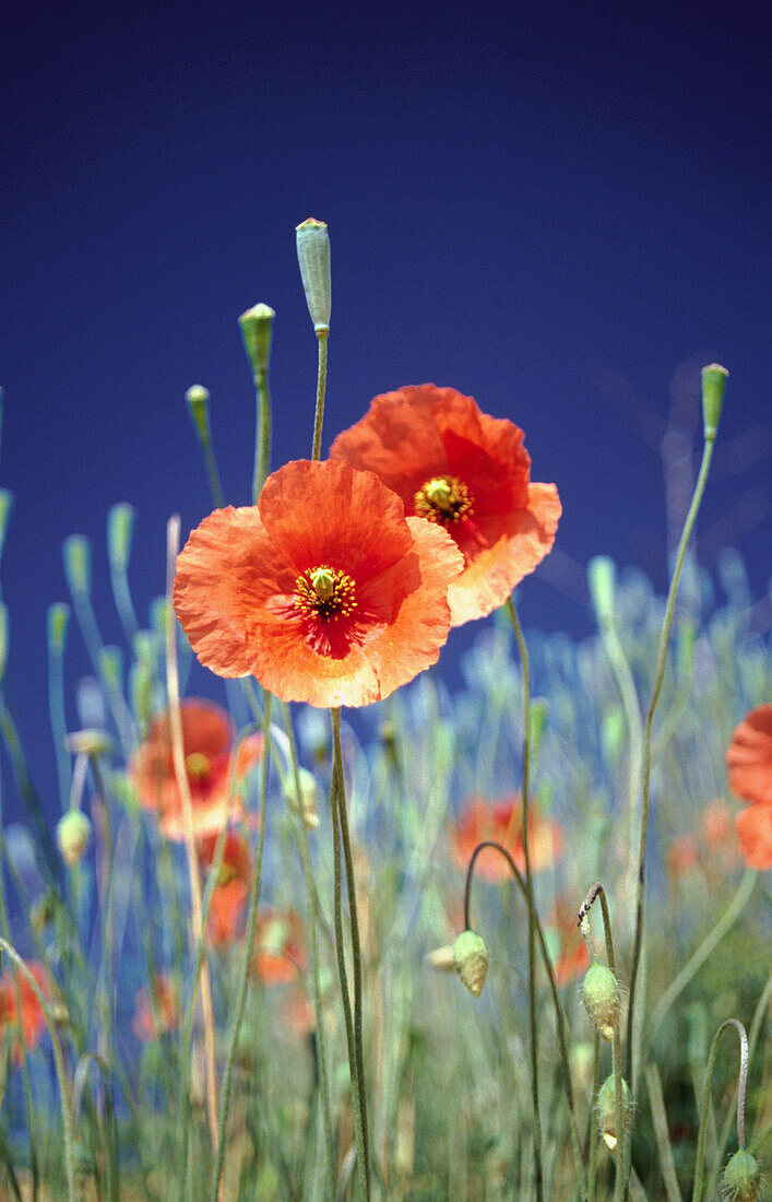 Flanders Poppies (Papaver dubium)