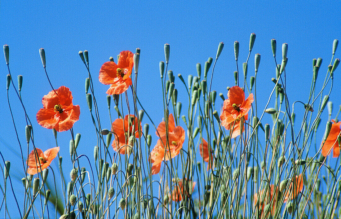 Poppies (Papaver dubium)