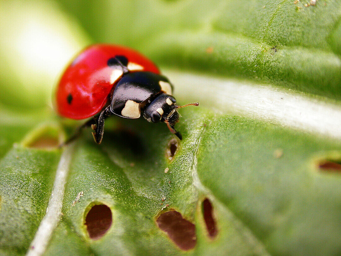 Ladybird (Coccinella septempunctata)