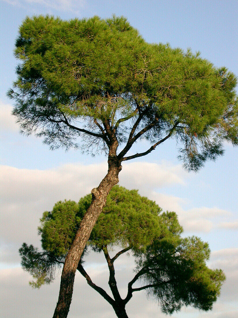 Stone pines (Pinus pinea)