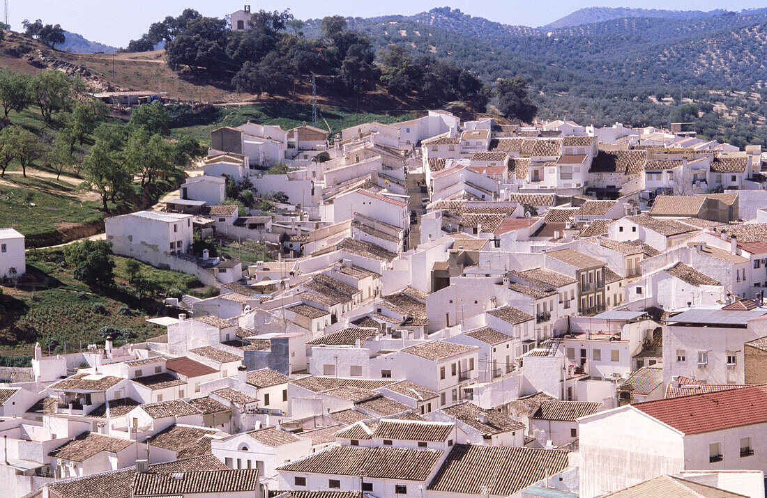 Carabuey in Cordoba province. Andalucia. Spain