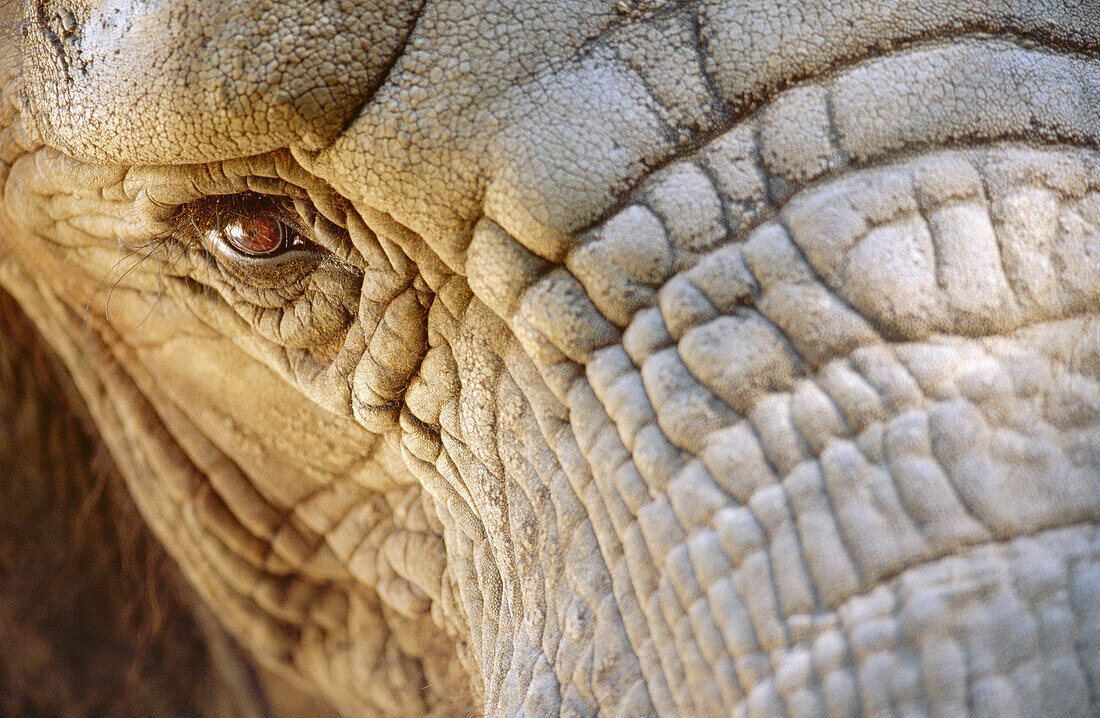 Elephant s head