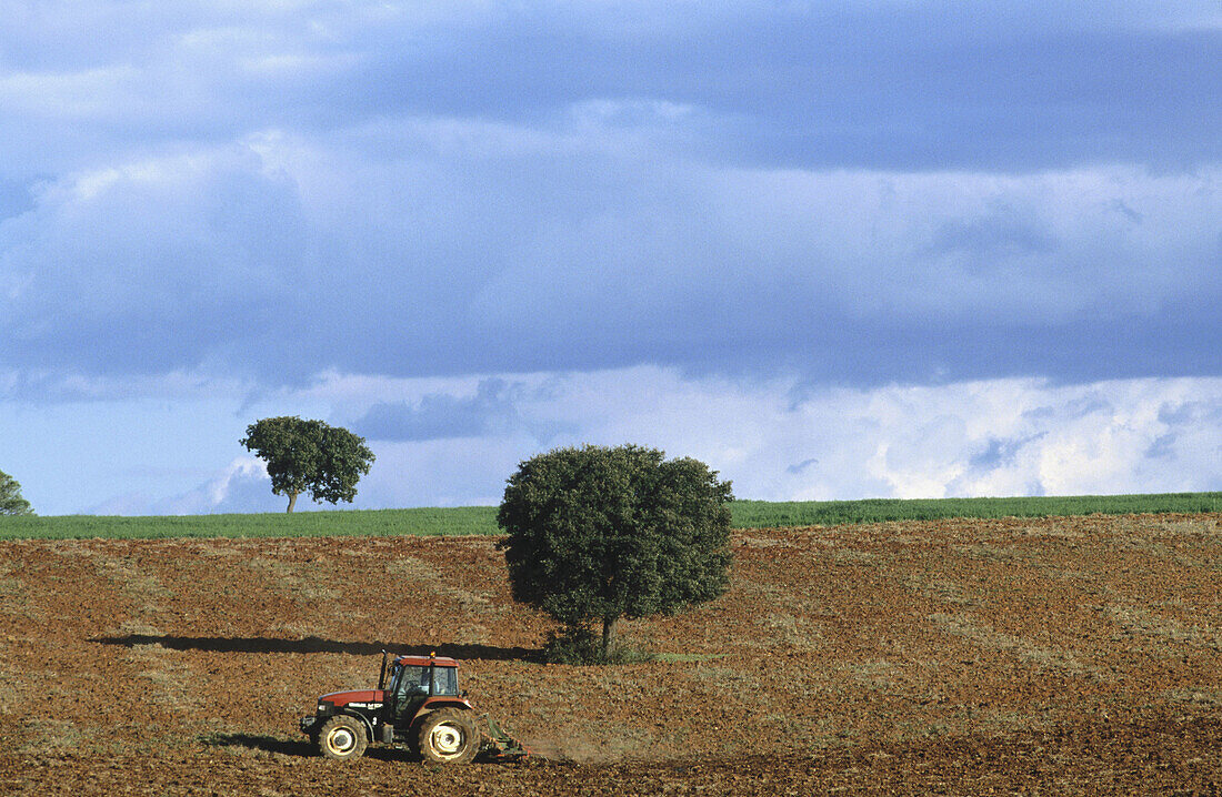 Tractor ploughing field. Campos de Calatrava. Ciudad Real province. Castilla-La Mancha. Spain