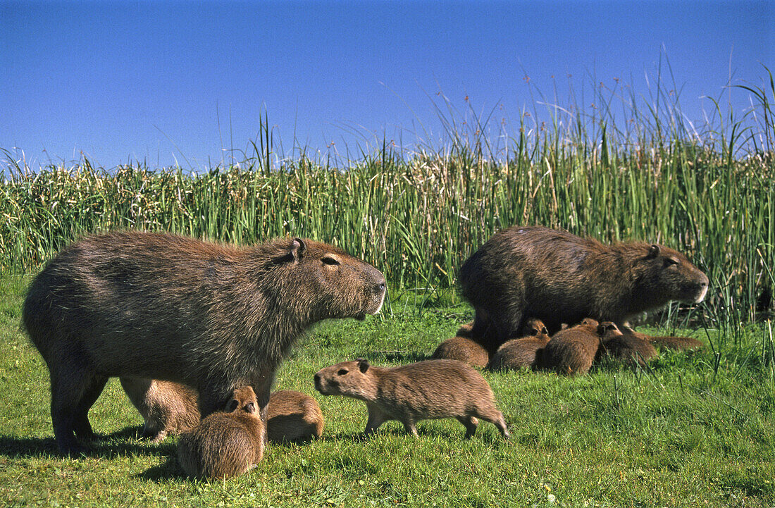Capybara (Hydrochoerus hydrochaeris). South America