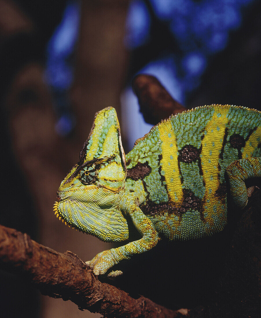 Veiled Chameleon (Chamaeleo calyptratus)