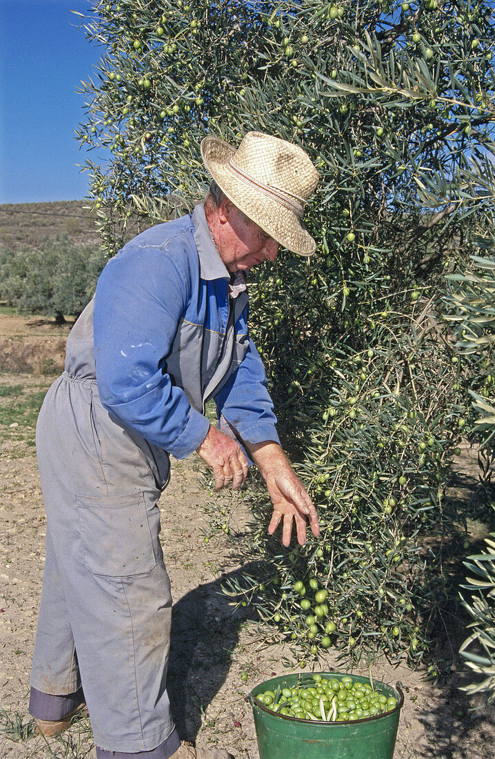 Olives harvesting in olive grove. Parque Natural de las Sierras Subbéticas area, Córdoba province, Spain