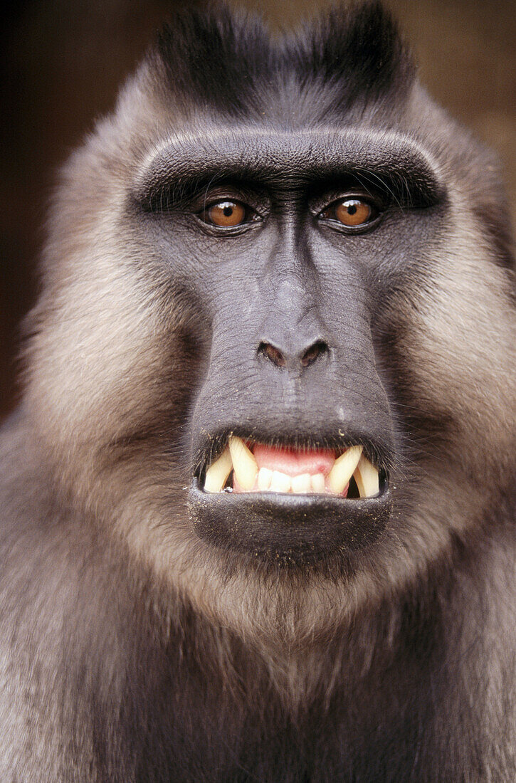 Crested Black Macaque (Macaca nigra)