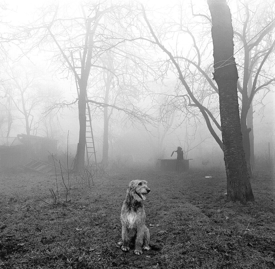  Abandoned, Abandonment, Alone, Animal, Animals, Athletic, Athletics, Authority, B&W, Big, Black & white, Black-and-White, Canine, Confidence, Confident, Contemporary, Control, Controlling, Country, Countryside, Dawn, Dawning, Day, Daybreak, Daytime, Defe