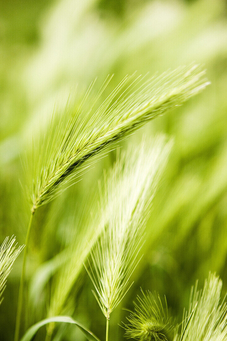 Wheat growing in field, close-up