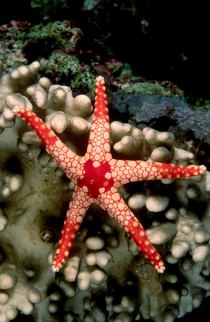 Starfish. Papua New Guinea