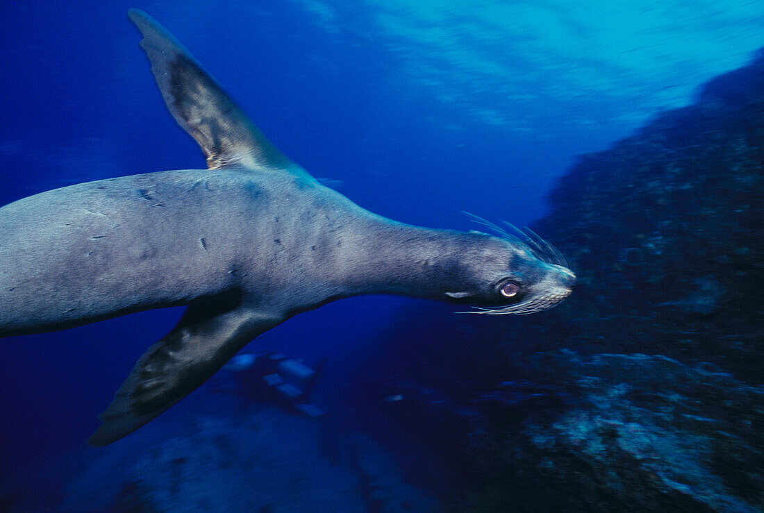 Galapagos Sea Lion (Zalophus californianus wollebacki). Galapagos Islands