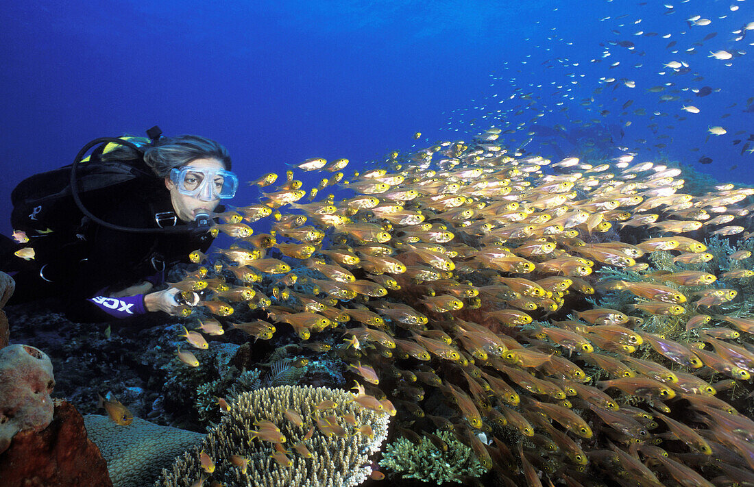 A diver lights a school of pygmy sweeper, Parapriacanthus sp, off the coast of Kubu, Bali, Indonesia, indian Ocean.