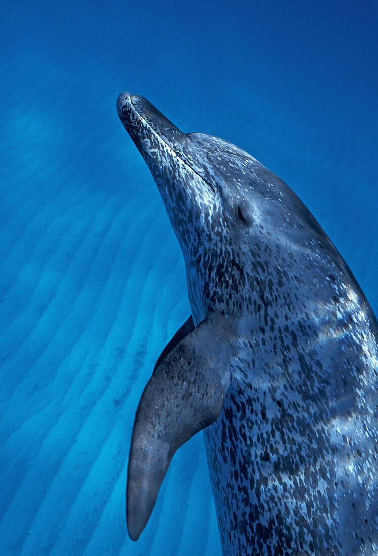 An adult Atlantic Spotted Dolphin (Stenella frontalis) glides respectfully close, Bahama Banks, Bahama Islands.