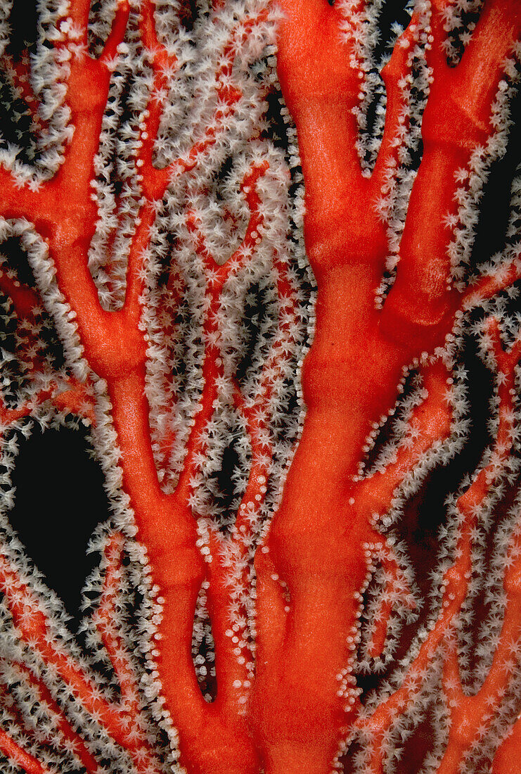 Red coral (Astrogorgia sp. ) found in the Raja Ampat region of Indonesia, Indo-Pacific Ocean.