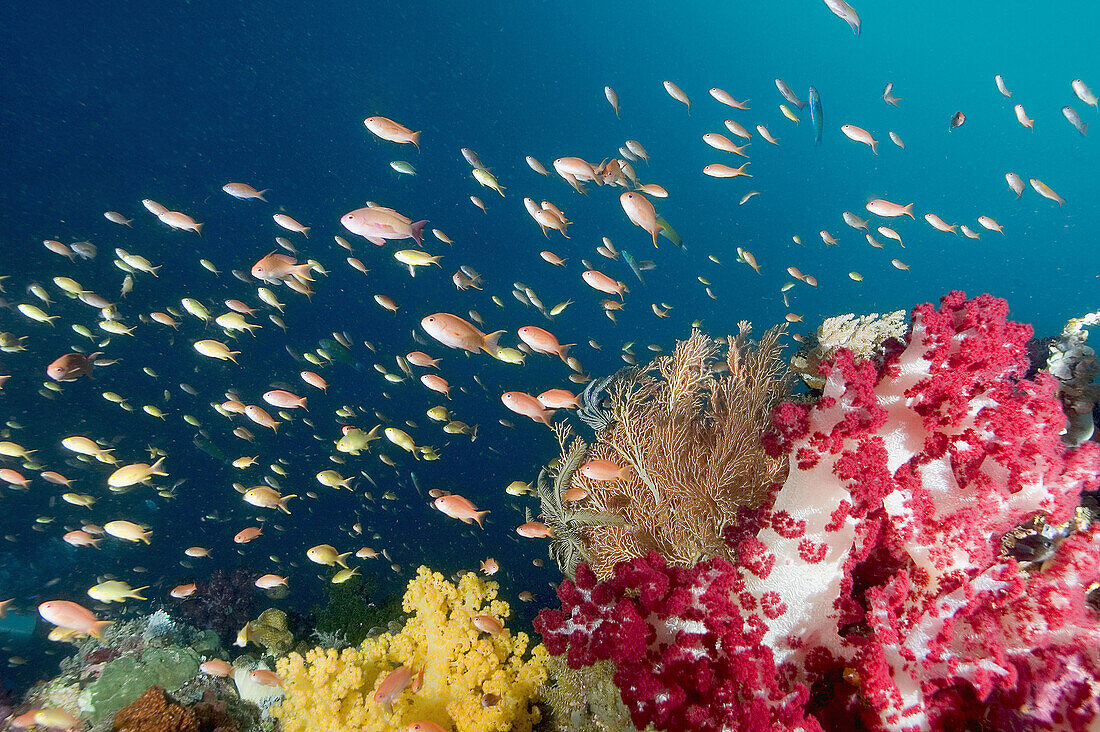 A reef scenic with soft corals crinoids gargonians and a school of yellow and orange-pink Anthias, Pseudanthias sp., Raja Ampat, Indonesia, Indo-Pacific Ocean