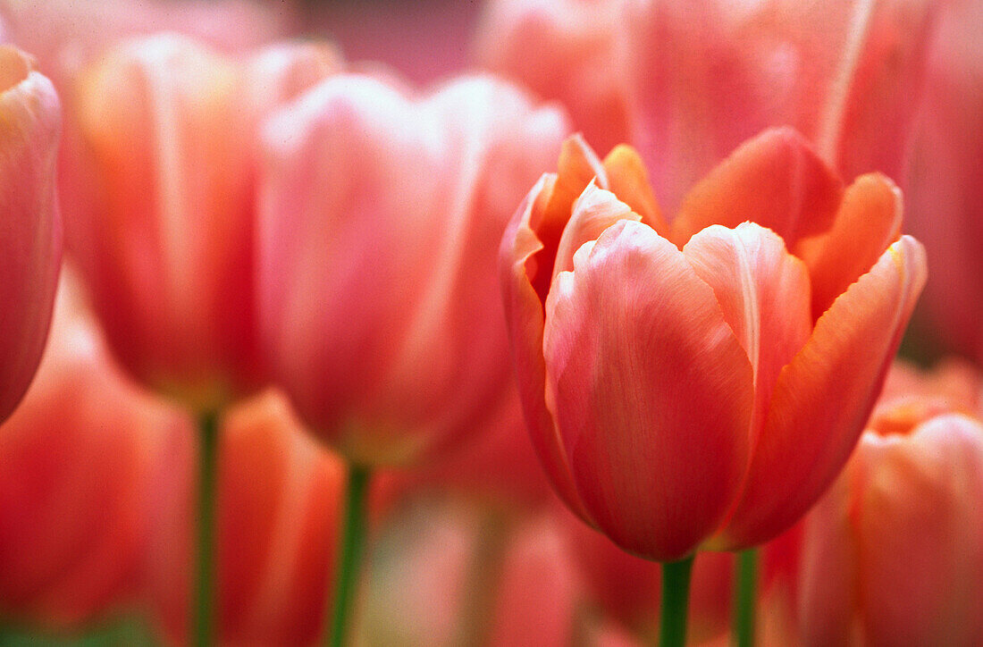 Tulips Menton