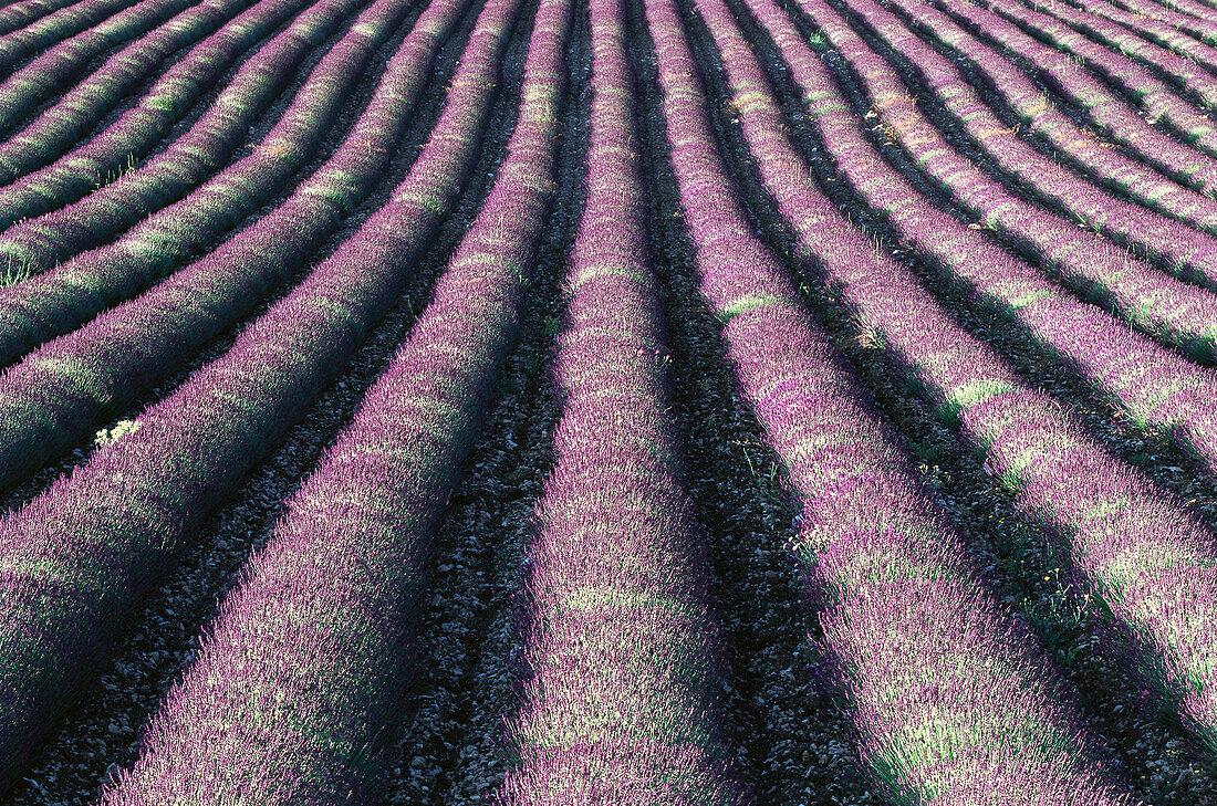 Lavender. Provence. France