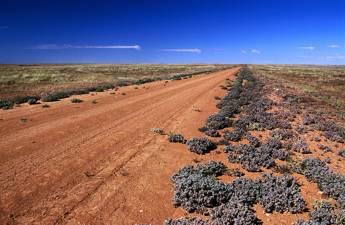Strzelecki desert. South Australia. Australia