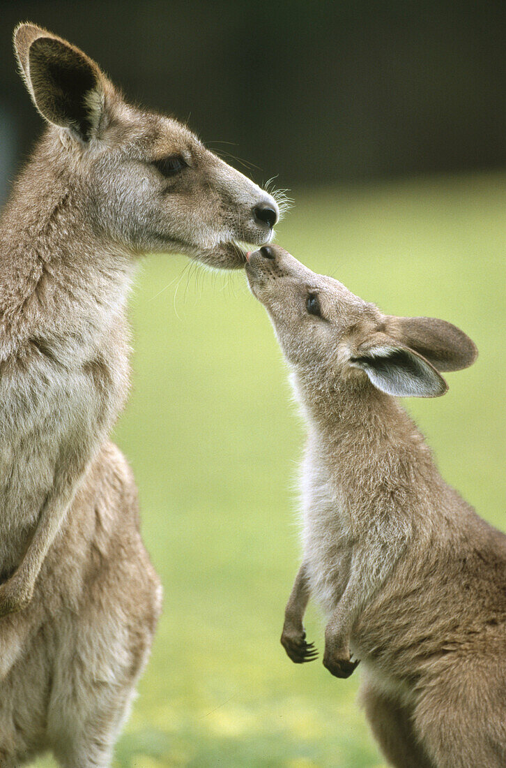 Grey Kangaroos (Macropus giganteus). Murramarang National Park. Australia