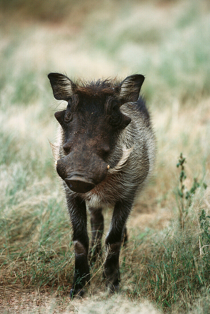 Warthog (Phacochoerus aethiopicus). Namibia
