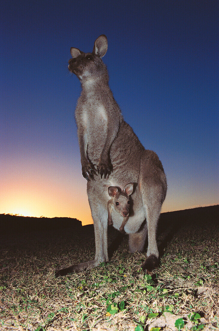 Grey Kangaroo (Macropus giganteus). Murramarang National Park. Australia