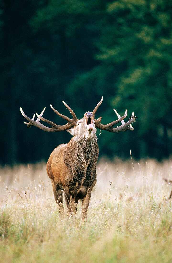 Red Deer (Cervus elaphus)