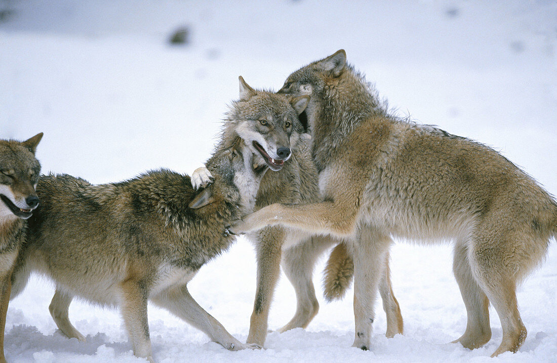 Wolves (Canis lupus)