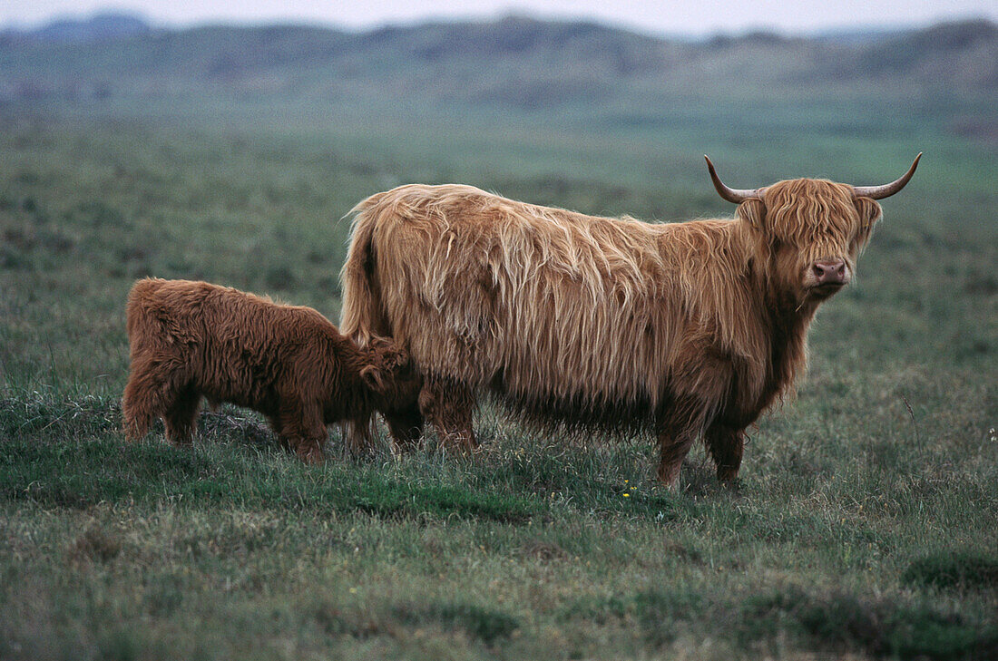 Hairy cows. Highlands. Scotland