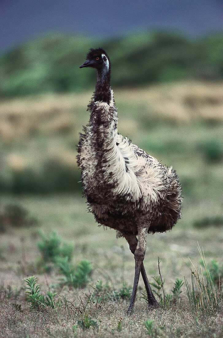 Emu (Dromaius novaehollandiae). Australia