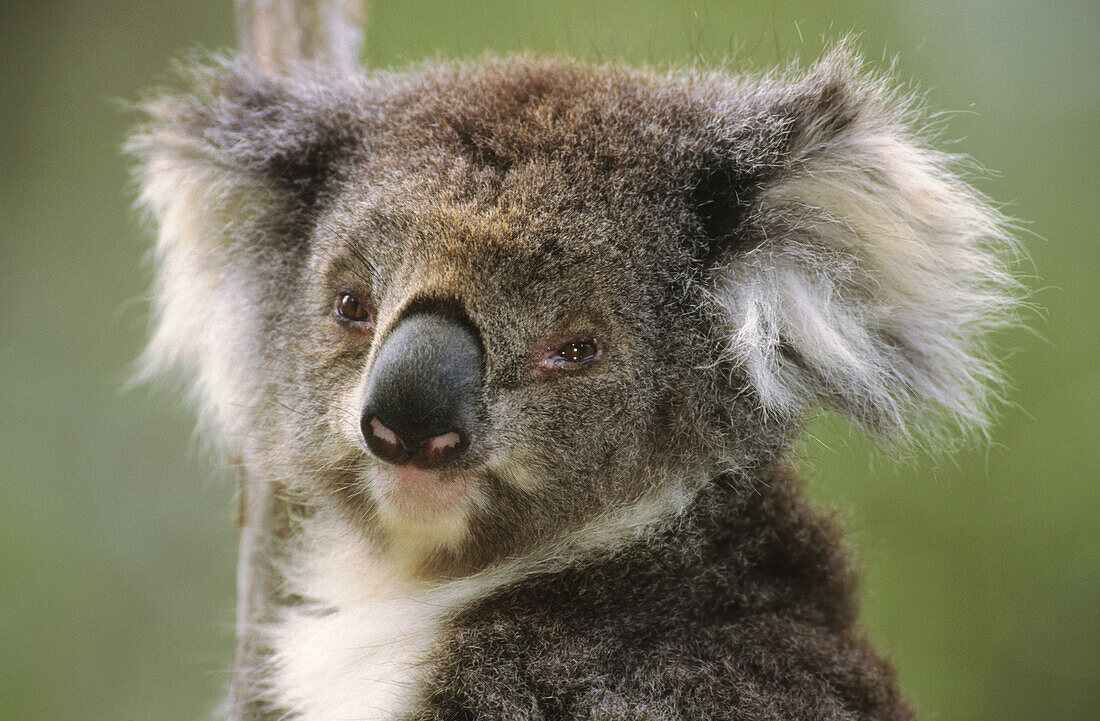 Koala (Phascolarctos cinereus). Australia