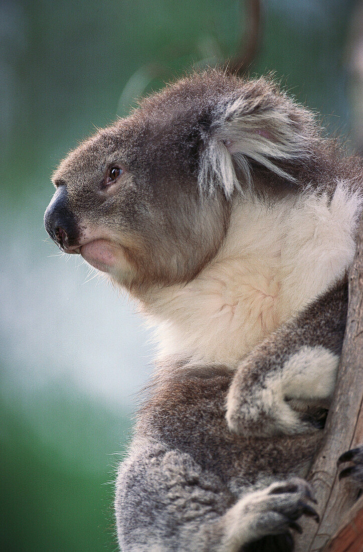 Koala (Phascolarctos cinereus). Australia