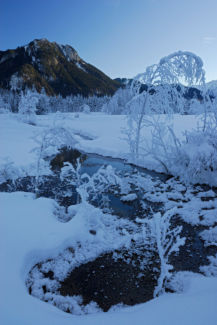 stream in swamp Weitmoos with snow-covered winter forest and summits of Laber and Ettaler Manndl, Ammergauer range near Ettal, Upper Bavaria, Bavaria, Germany