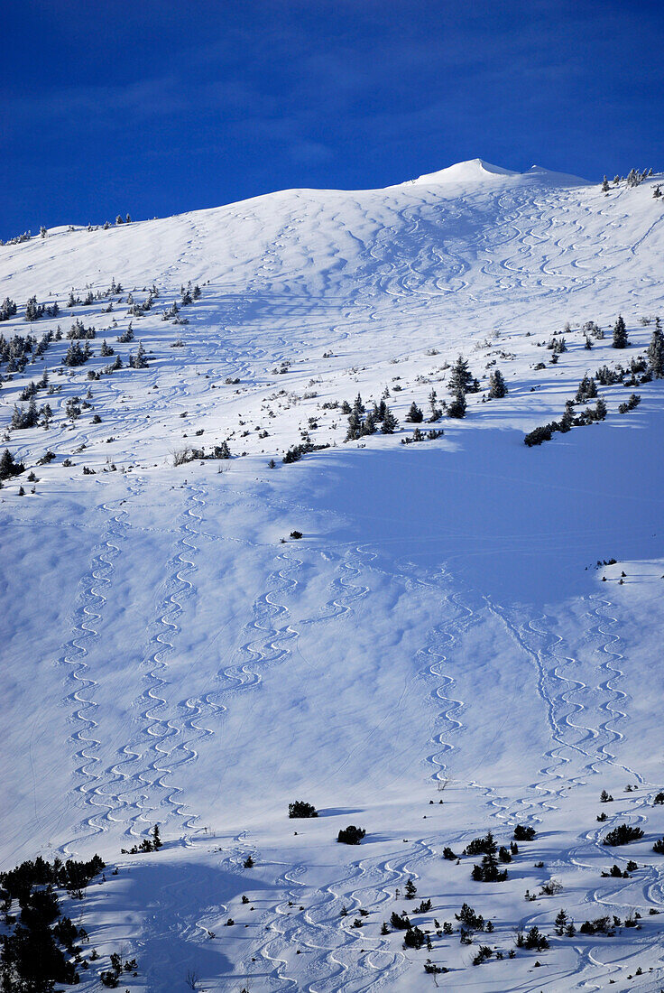 ski tracks in powder snow, Kühgundkopf, Allgaeu range, Allgaeu, Tyrol, Austria