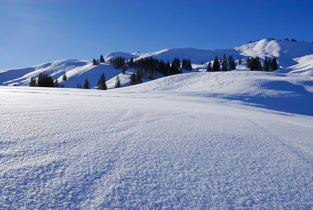 slopes with powder snow and hoar frost beneath Höllritzereck and Bleicherhorn, Allgaeu range, Allgaeu, Schwabia, Bavaria, Germany