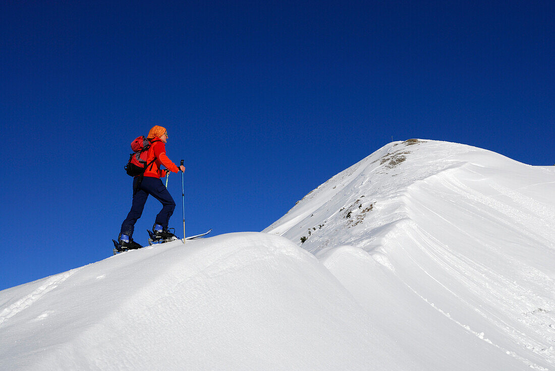 Junge Frau im Aufstieg am Gipfelgrat der Engelspitze, Lechtaler Alpen, Tirol, Österreich