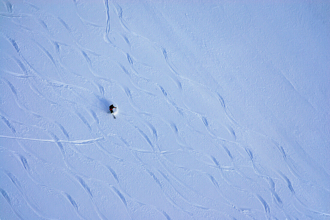 Ein Skifahrer bei der Pulverschneeabfahrt durch Hang mit Skispuren, Schafkopf, Lechtaler Alpen, Tirol, Österreich