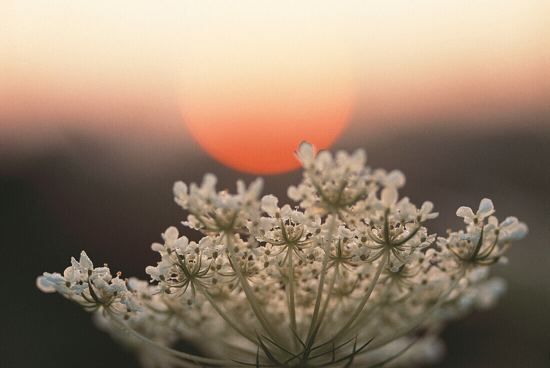 Sunrise over Queen Anne s Lace flower