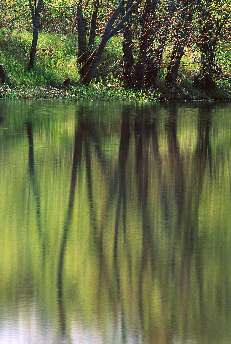 Spring forest reflected in calm waters of Vermillion River. Ontario. Canada