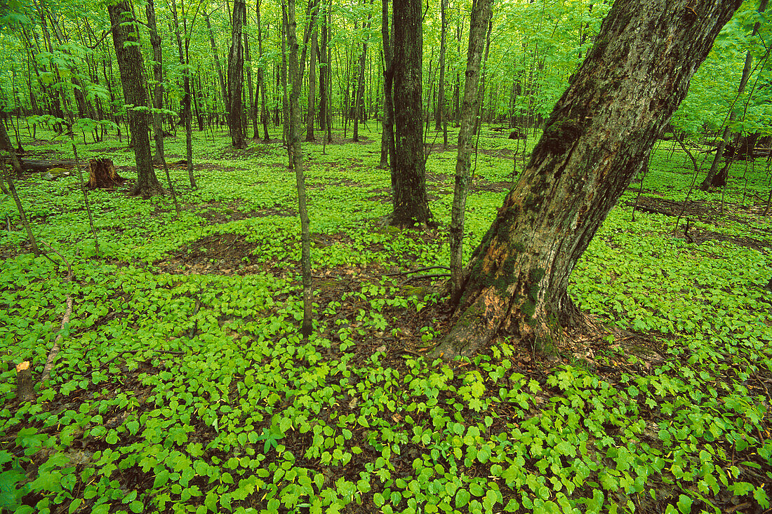 Maple trees in decidous forest
