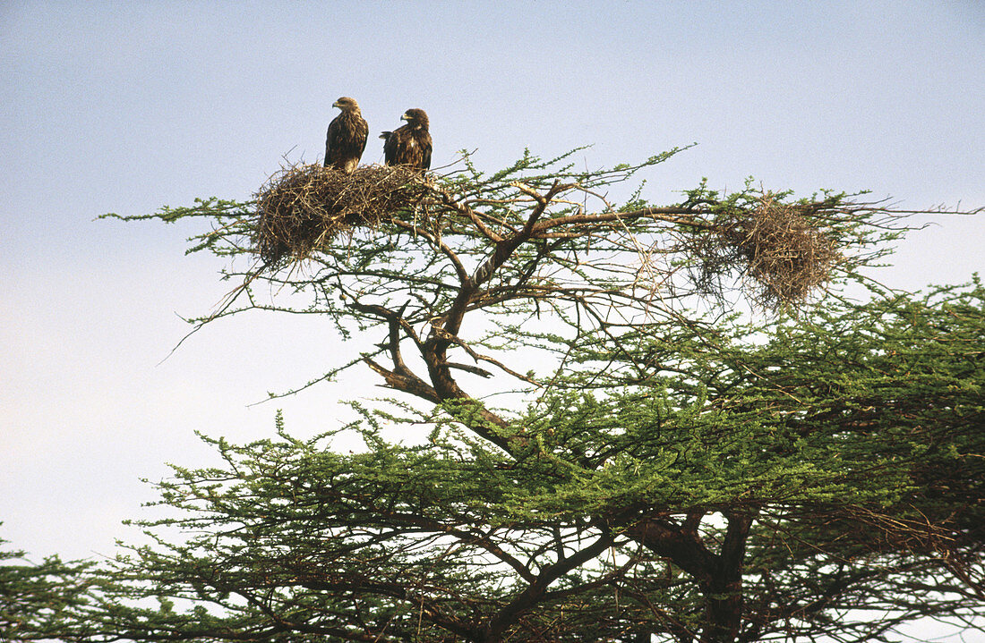 Tawny Eagle (Aquila rapax). Two eagles in nest in acacia. Samburu National Reserve. Kenya