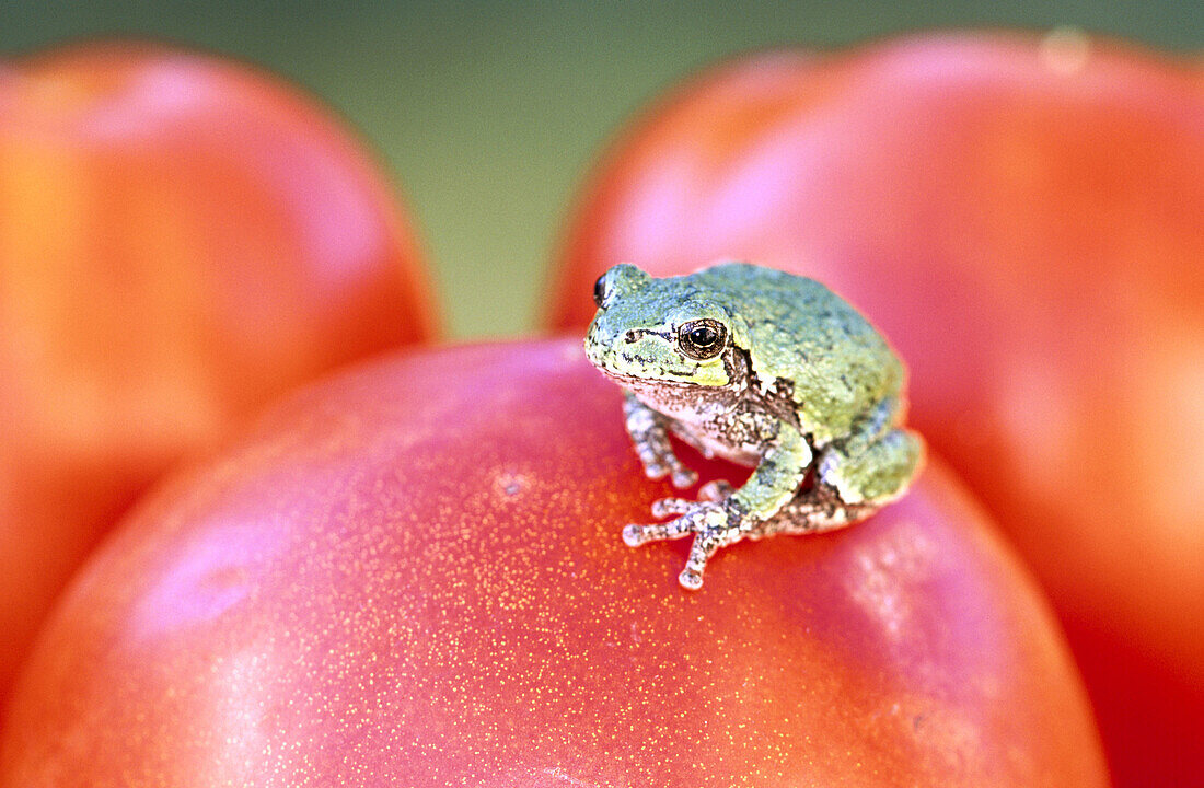 Gray treefrog (Hyla versicolor) resting on red tomato. Ontario. Canada