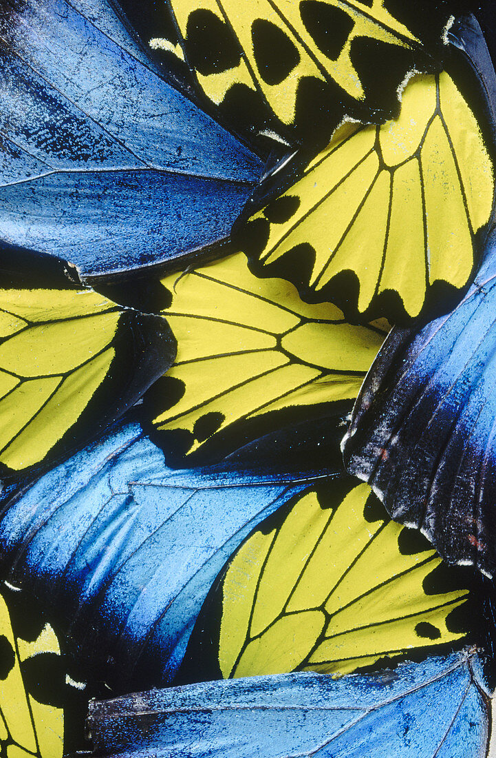 butterfly wing pattern close up