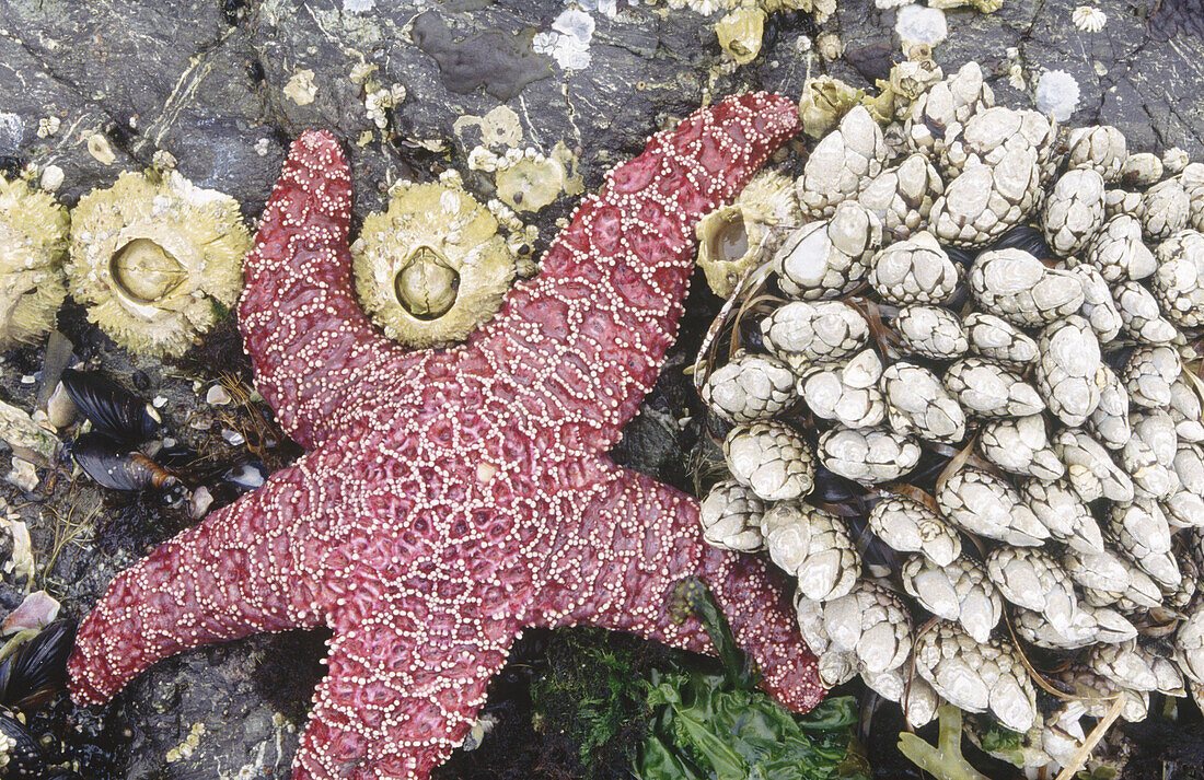 Ochre sea star (Pisaster ochraceus) and goose barnacle cluster. Pacific Rim National Park. British Columbia. Canada 