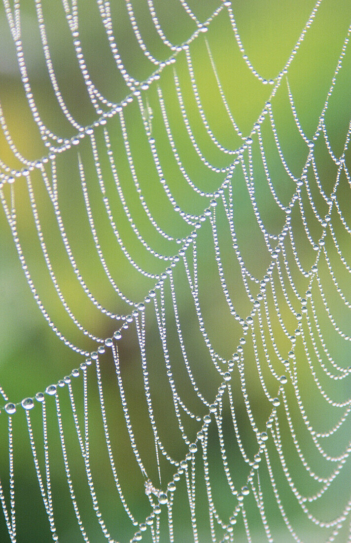 Spider web patterns and dew drops