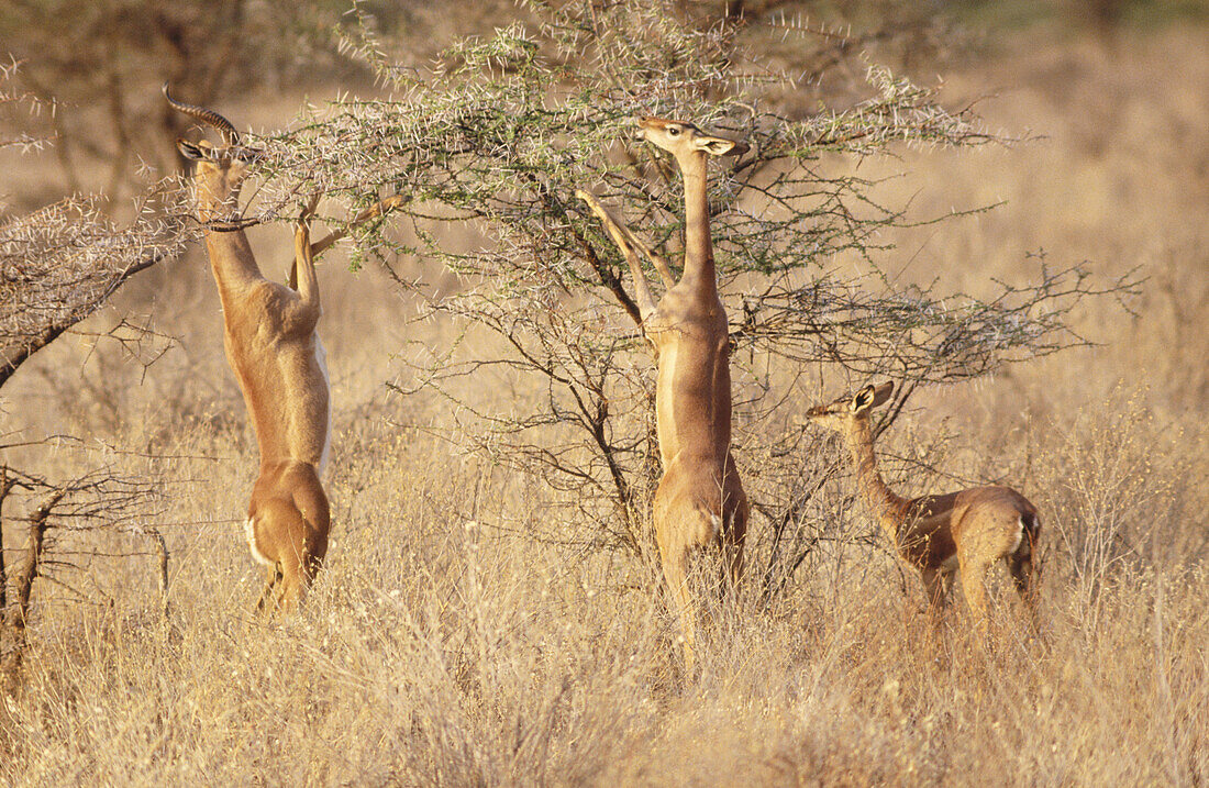 Gerenuks (Litocranius walleri), family group displaying typical feeding behaviour. Samburu National Park. Kenya