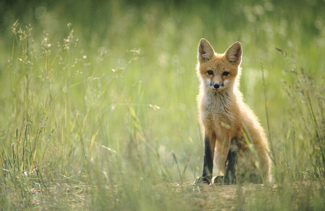 Red Fox (Vulpes vulpes). Ontario. Canada